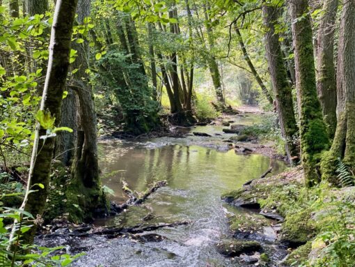 »Wieder ins Leben finden – Ein Retreat für erschöpfte Seelen« 24.06.-28.06.2026