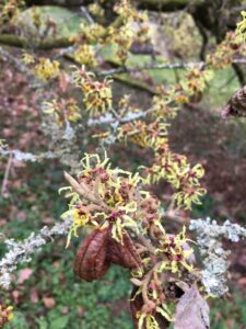 Zaubernuss Altbäckersmühle