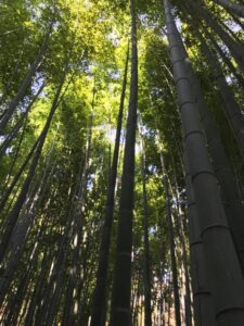 Tempelgarten in Japan