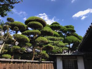 Tempelgarten in Japan