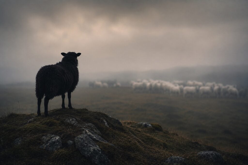 Ein schwarzes Schaf steht auf einem Hügel und blickt zur weißen Herde, die im Nebel weidet.